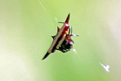 Gasteracantha fornicata