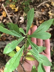 Daphne mezereum
