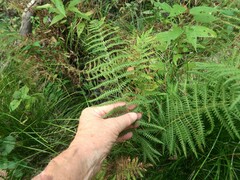 Thelypteris palustris pubescens