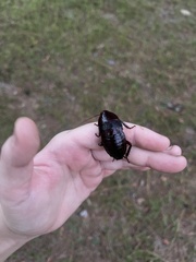 Eurycotis floridana