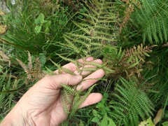 Thelypteris palustris pubescens