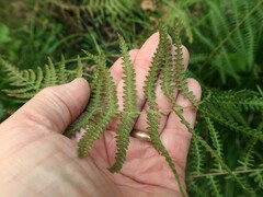 Thelypteris palustris pubescens