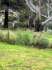 Platycercus elegans flaveolus