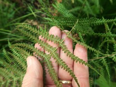 Thelypteris palustris pubescens