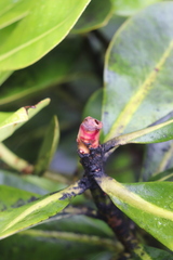 Myrsine lessertiana