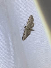 Eupithecia