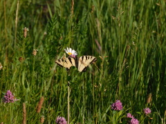 Papilio canadensis