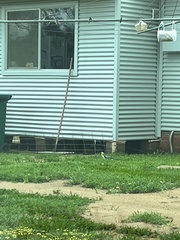 Platycercus elegans flaveolus