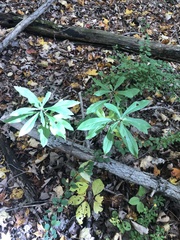 Daphne mezereum