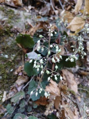 Heuchera puberula
