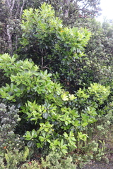 Myrsine lessertiana