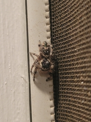 Phidippus otiosus
