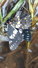 Catasticta teutila