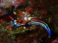 Nembrotha