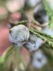 Juniperus flaccida