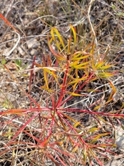 Stillingia texana