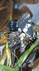 Catasticta teutila