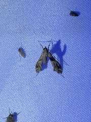 Lineodes