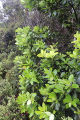 Myrsine lessertiana