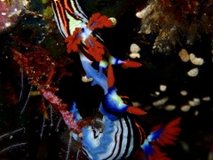 Nembrotha