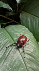 Xylotrupes gideon
