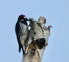 Melanerpes formicivorus