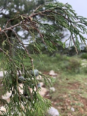 Juniperus flaccida