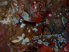 Nembrotha