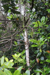 Myrsine lessertiana