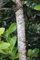 Myrsine lessertiana