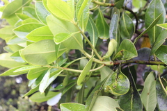 Myrsine lessertiana