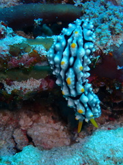 Phyllidia elegans