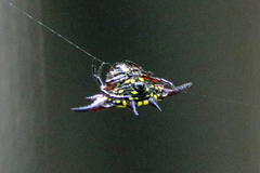 Gasteracantha fornicata