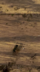 Rhyparochromus vulgaris