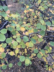 Amelanchier utahensis