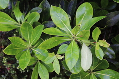 Myrsine lessertiana