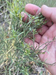 Baccharis notosergila