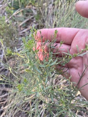 Baccharis notosergila