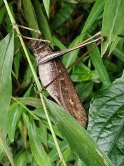 Mecopoda elongata