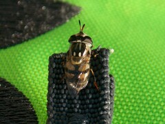 Copestylum marginatum