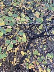 Amelanchier utahensis