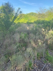 Baccharis notosergila