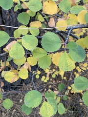 Amelanchier utahensis