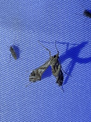 Lineodes