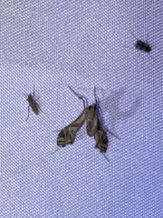 Lineodes