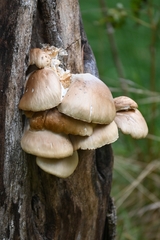 Pleurotaceae