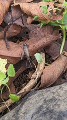 Loxoblemmus arietulus