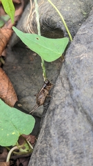 Loxoblemmus arietulus