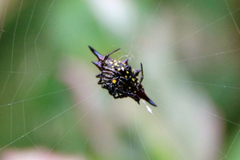 Gasteracantha fornicata
