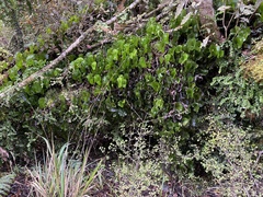 Hymenophyllum nephrophyllum